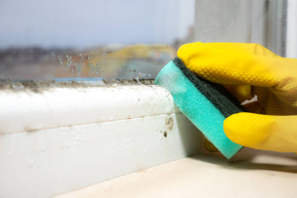 Best Mold Testing and Inspection Services in Mira Monte, CA