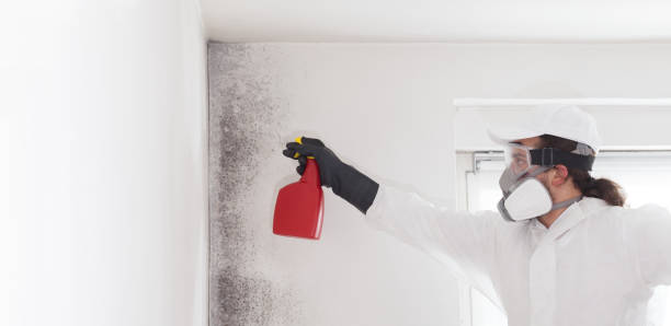 Best White Mold Remediation in Mira Monte, CA